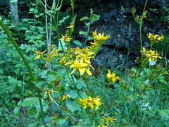 Senecio hydrophiloides