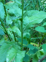 Senecio hydrophiloides