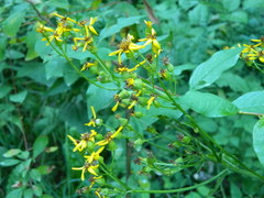 Senecio hydrophiloides