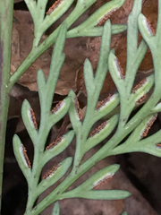 Asplenium appendiculatum appendiculatum