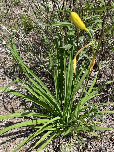 Hemerocallis lilioasphodelus