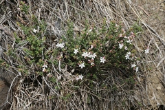 Philotheca verrucosa