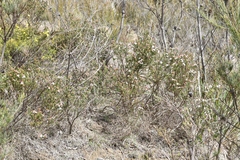 Philotheca verrucosa