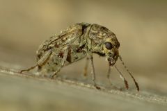 Cacephatus