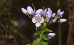 Veronica formosa