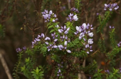 Veronica formosa