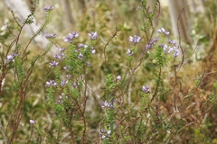Veronica formosa