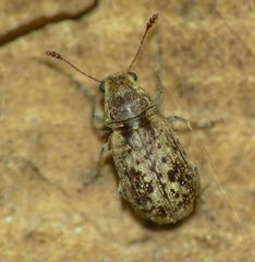 Cacephatus