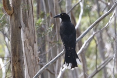 Strepera versicolor arguta