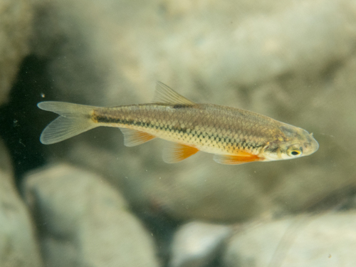 South European roach (Sarmarutilus rubilio) — Cyprinidae — 2
