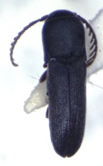 Eucnemidae