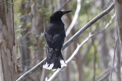 Strepera versicolor arguta
