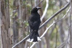 Strepera versicolor arguta