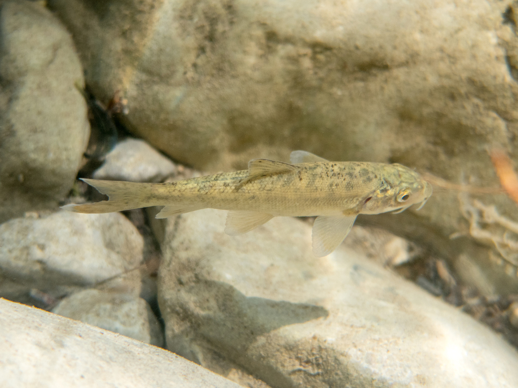 Samnite Barbel