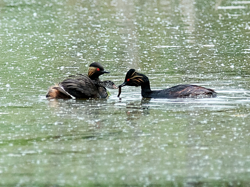 Zampullín cuellinegro (Podiceps nigricollis)