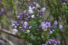 Veronica formosa