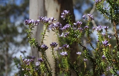 Veronica formosa