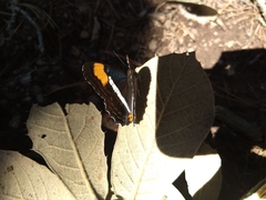 Adelpha donysa