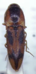 Aeolus pulchellus