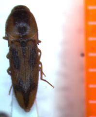 Aeolus pulchellus