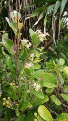 Scolopia oldhamii