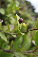 Scolopia oldhamii