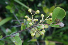 Scolopia oldhamii