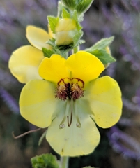 Verbascum creticum