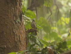 Phyllastrephus cabanisi