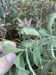 Myrica hartwegii