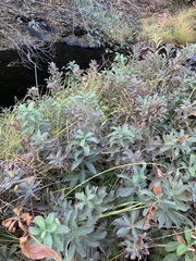 Myrica hartwegii
