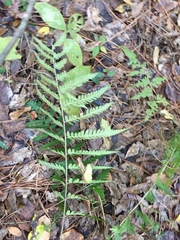 Dryopteris celsa
