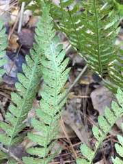 Dryopteris celsa