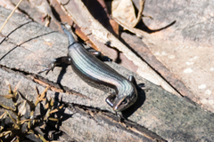 Pseudemoia entrecasteauxii