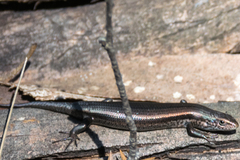 Pseudemoia entrecasteauxii