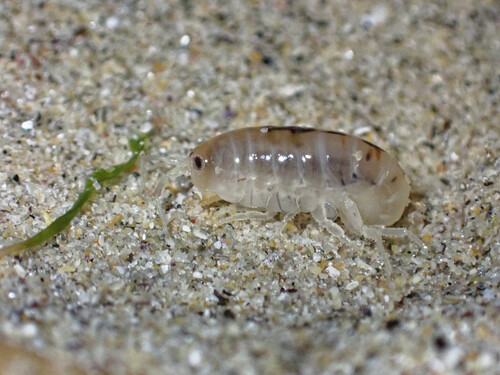 sand hopper