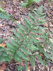 Dryopteris celsa