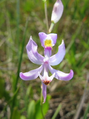 Calopogon pallidus