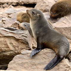 South American Fur Seal
