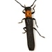 Raspberry Cane Borer - Photo (c) Mike Quinn, Austin, TX, some rights reserved (CC BY-NC), uploaded by Mike Quinn, Austin, TX