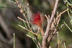 Allocasuarina monilifera