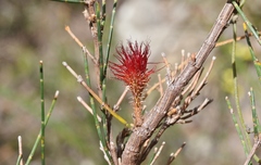 Allocasuarina monilifera