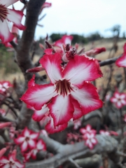 Adenium multiflorum image