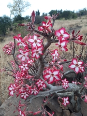 Adenium multiflorum image