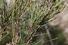 Allocasuarina monilifera