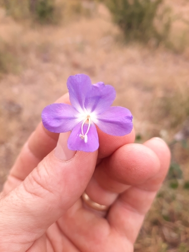 Barleria taitensis image