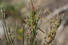 Allocasuarina monilifera