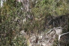 Allocasuarina monilifera