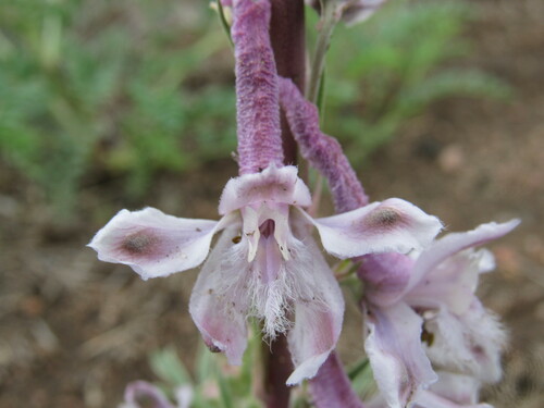 Image of Delphinium wootonii by (c) Anders Hastings, some rights reserved (CC BY)