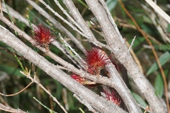 Allocasuarina monilifera